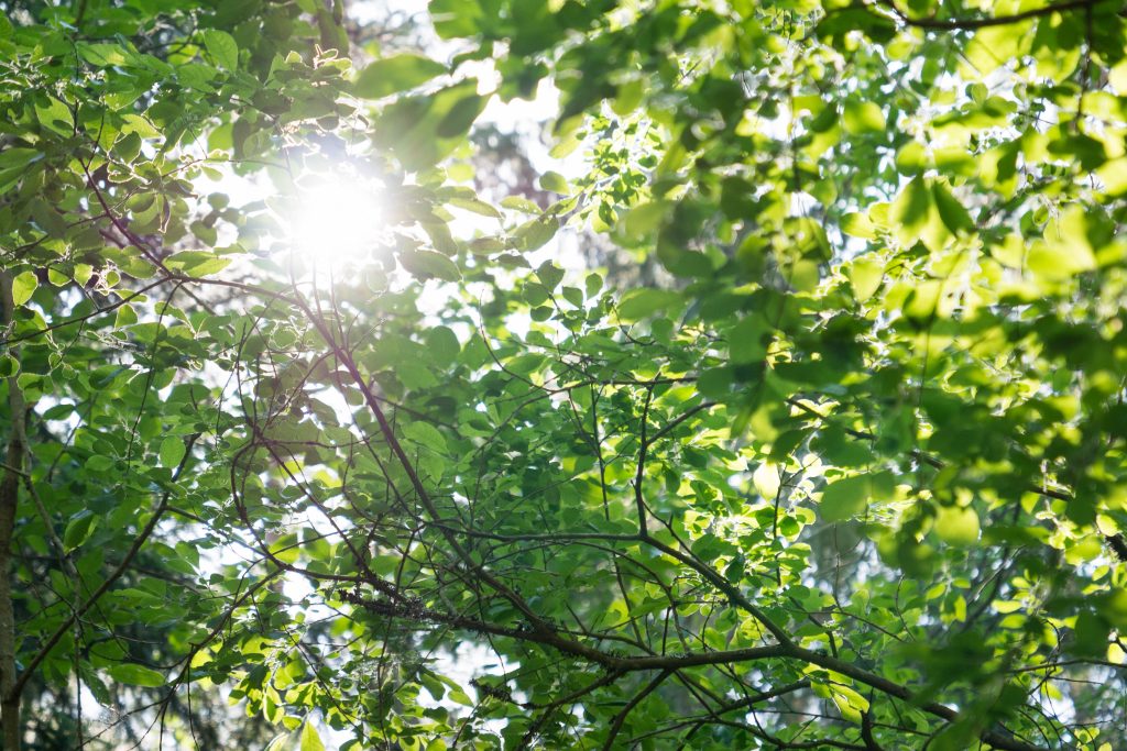 Aurinko paistaa lehtien lomasta