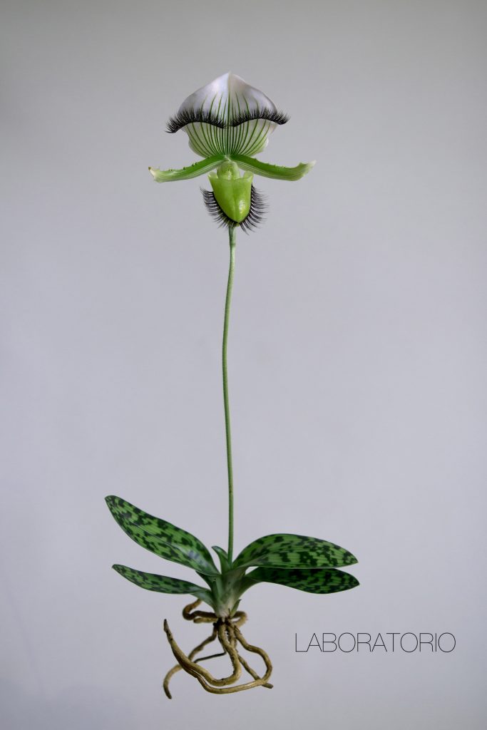 Kuvassa on valokuvataideteos, jossa on näkyvillä orkidea, jonka kukintoon on asetettu tekoripsiä.