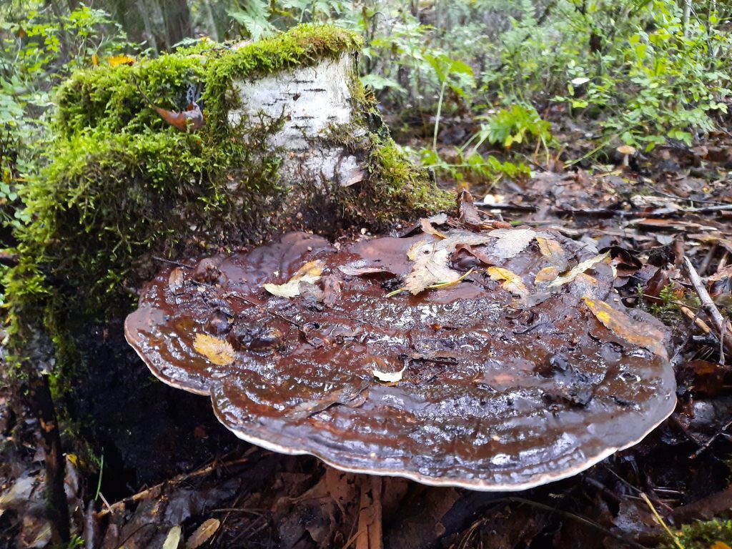 Kuvassa on metsäkääpä-sieni.