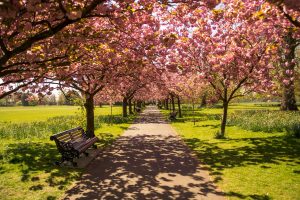 Kuvassa avautuu kävelytie puistoon, kukkivien kirsikkapuisen alle. Tien varrella on penkkejä.