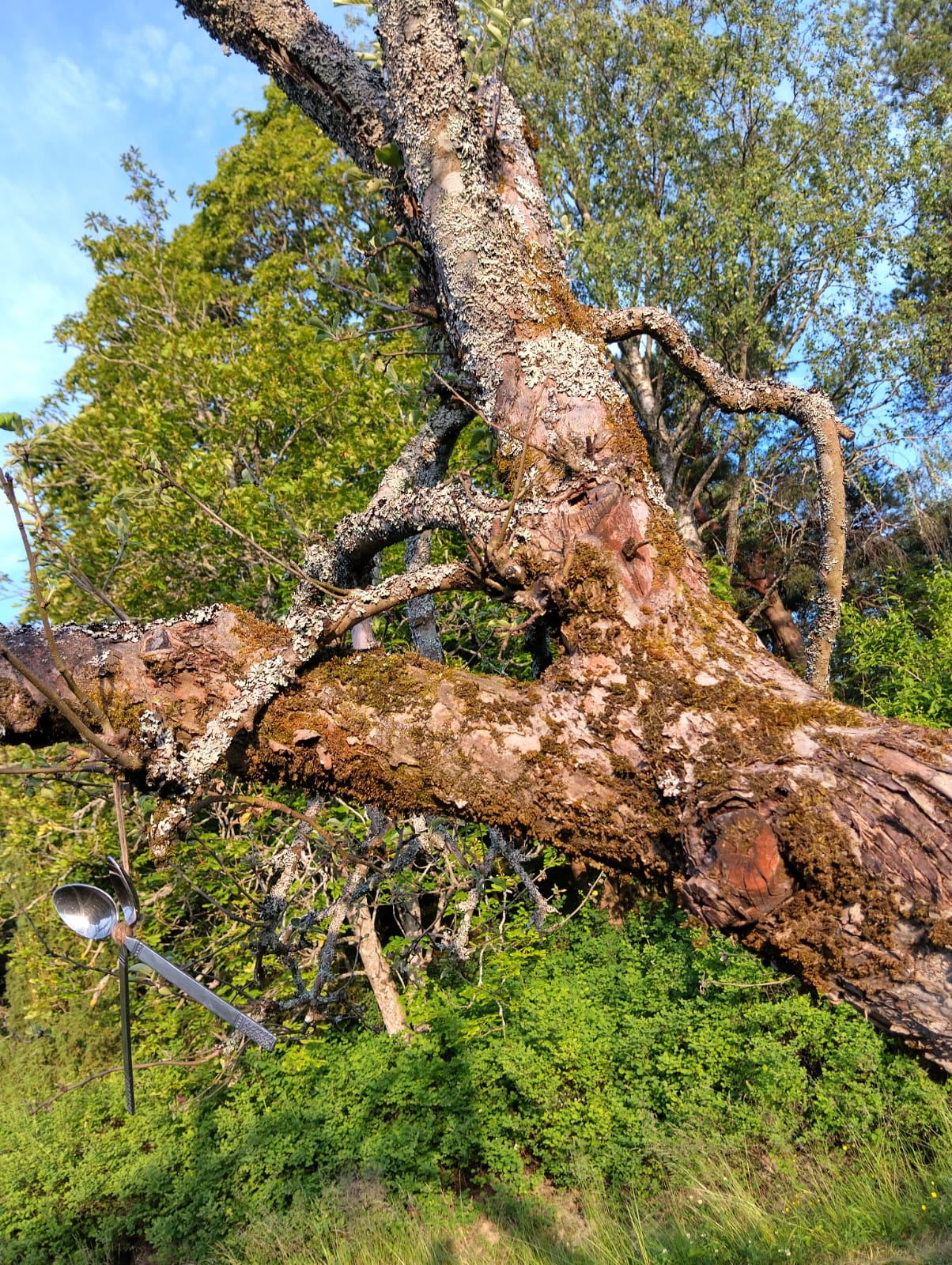 Puun kaarnainen oksa, josta roikkuu lusikka. Taustalla lehtipuita.