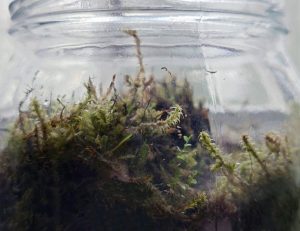 Kuvassa on lasipurkki ja sen sisällä kasvavaa sammalta.