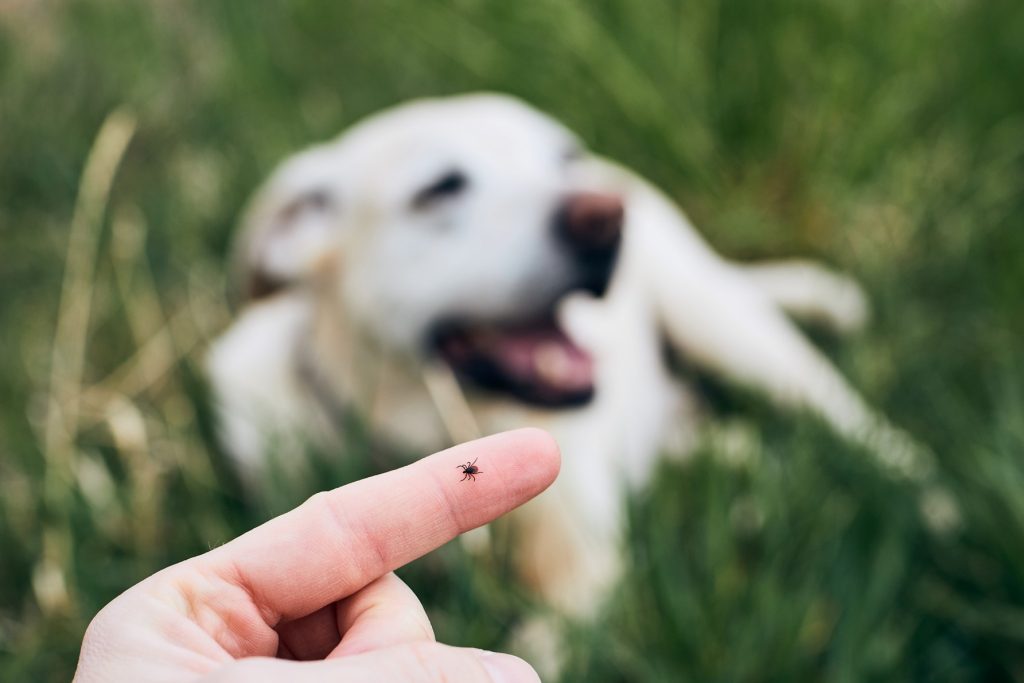 Etualalla punkki sormen päällä, taustalla vaalea koira makaa nurmikolla