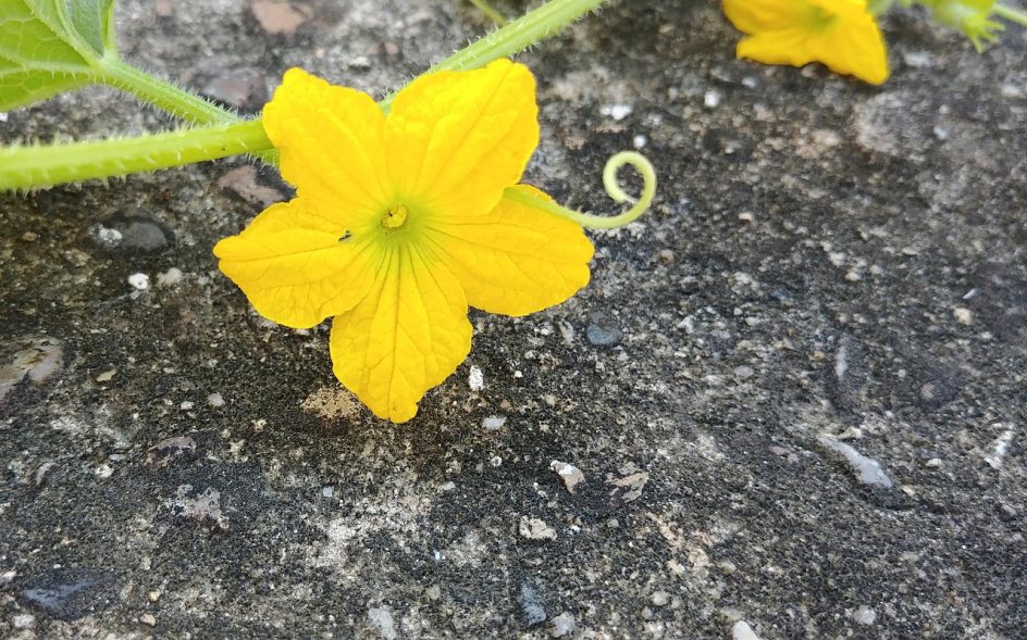 Keltainen melonin kukka kuivassa, multaisessa maassa.