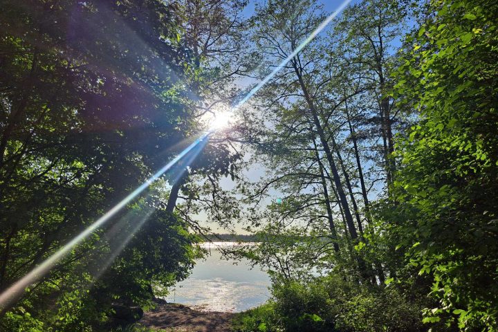 puita, joiden välistä pilkottaa ranta, vettä ja aurinko