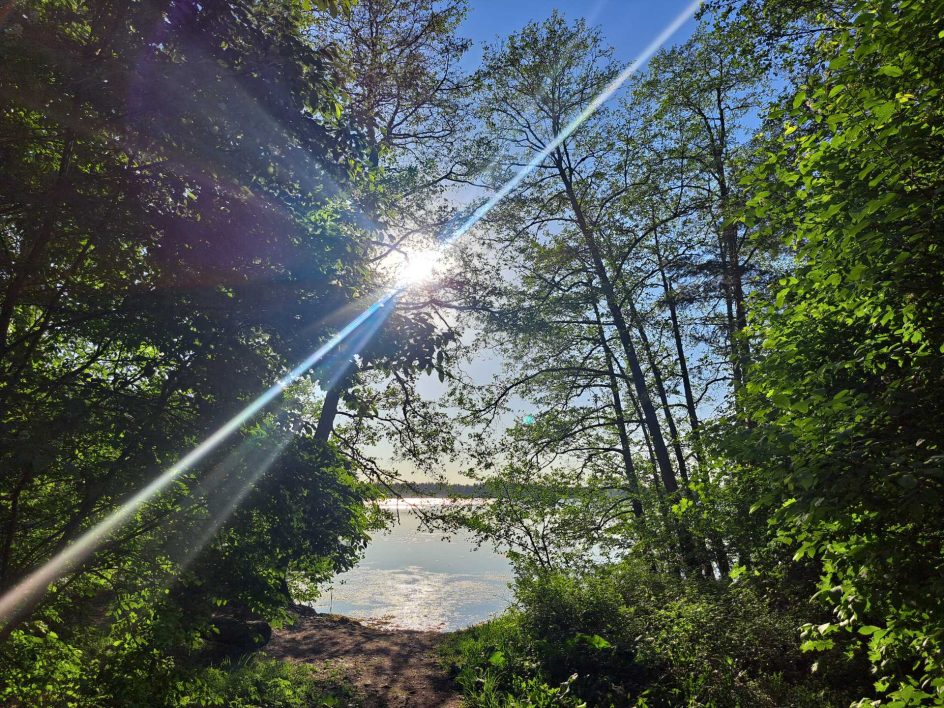 puita, joiden välistä pilkottaa ranta, vettä ja aurinko