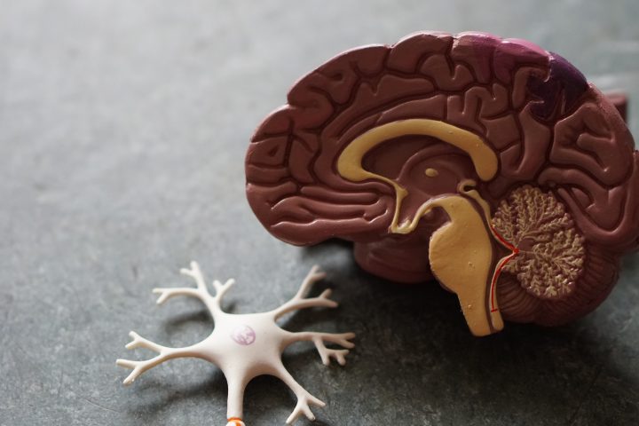 Aivojen muovinen anatomiamalli