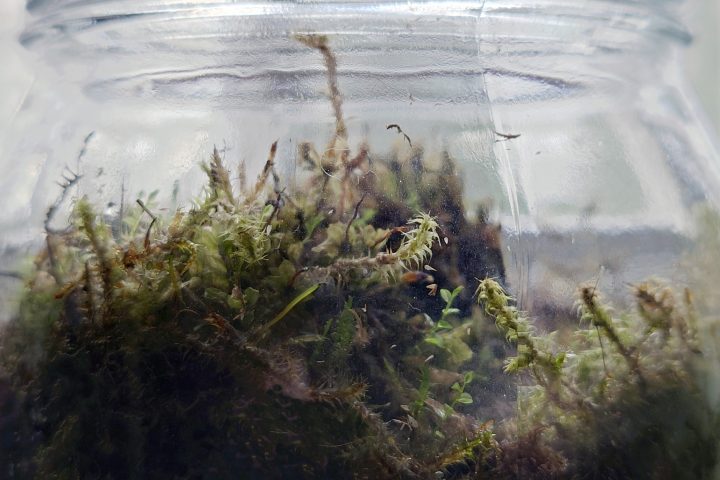 Sammalta lasipurkissa