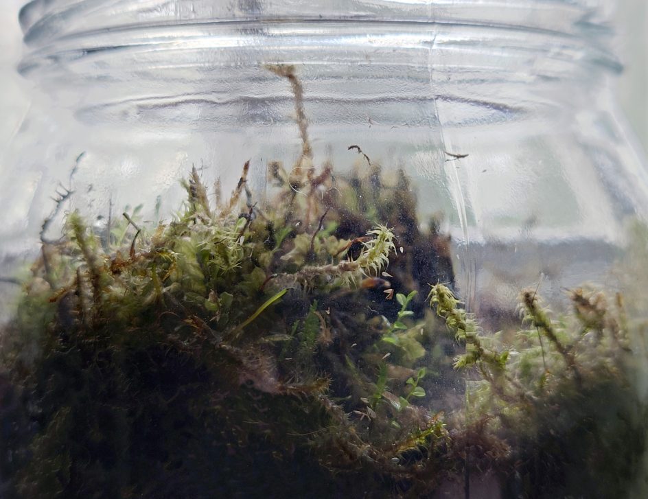 Sammalta lasipurkissa